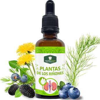 Plantas de los Riñones Extracto